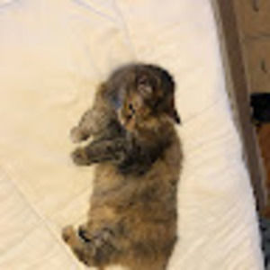 Meet your Posher, Casey